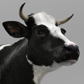 Holstein Cow (with Fur)